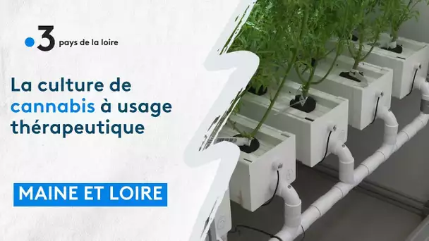 DECRYPTAGE. La culture du cannabis à usage thérapeutique