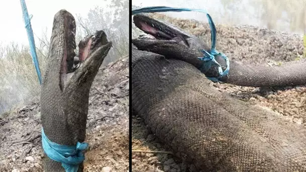 Un feu dans une foret a révélé ce Serpent énorme qui mesure 10 mètres