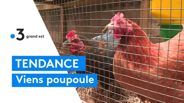 La tendance du moment : acheter ses poules