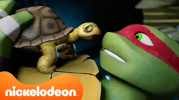 TMNT | Les Tortues adoptent !🐢🐱 | Nickelodeon France