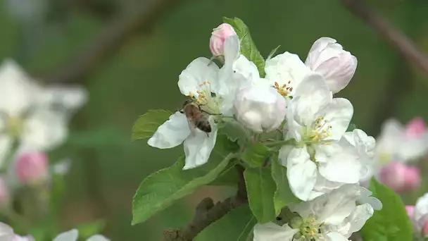 Beauval-en-Caux : les abeilles arrivent pour polliniser le verger