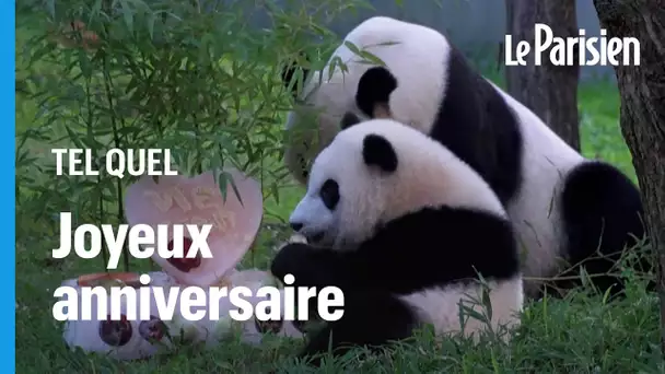 Un gâteau pour Xiao Qi Ji, le bébé panda de Washington né durant la pandémie