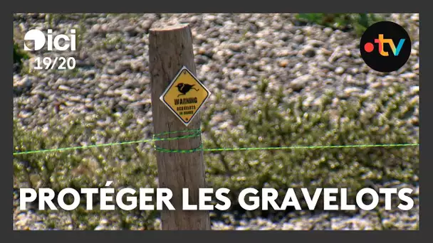 Comment protéger les gravelots, ces petits oiseaux qui font leur nid à même le sol