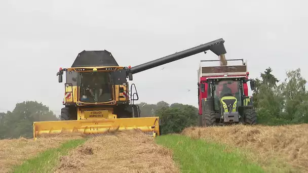 Sarthe : intempéries bousculent le calendrier des moissons