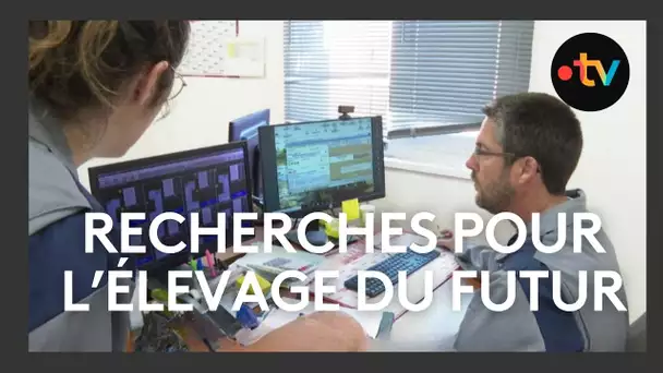 Des porcs sous surveillance : l’INRAE expérimente pour améliorer le bien-être animal