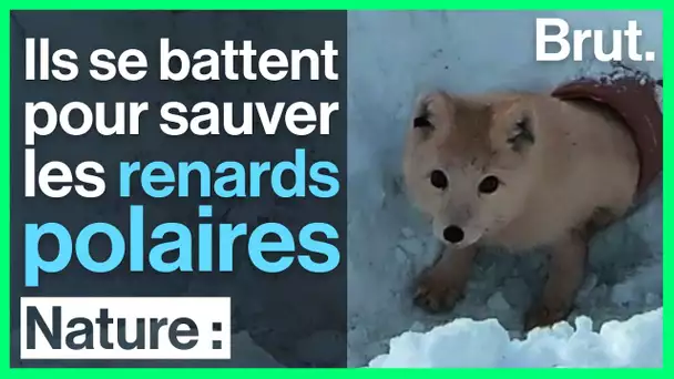 14 renards polaires relâchés dans la nature : Brut s'est rendu en Norvège
