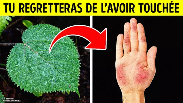 Une Plante Hostile Dont la Piqûre Dure des Années