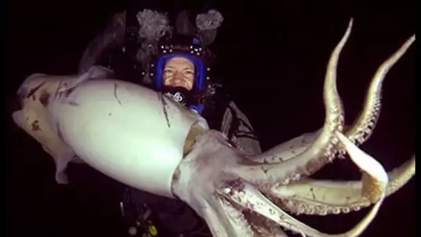 Mexique : pêche aux calamars géants !