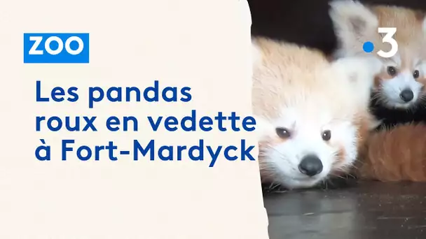 Les pandas roux en vedette à Fort-Mardyck