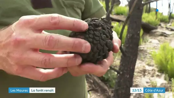 Massif des Maures : la forêt renaît