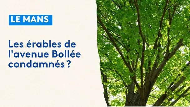 Le Mans : les érables de l'avenue Bollée condamnés?