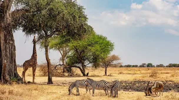 Tanzanie, le paradis sauvage