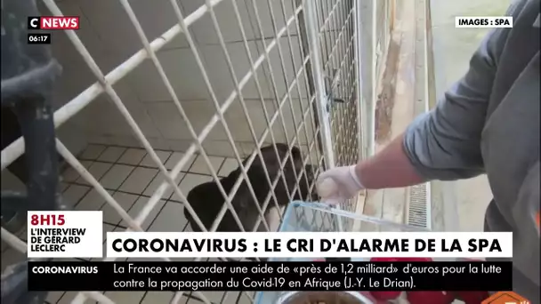 Confinement : le cri d'alarme de la SPA