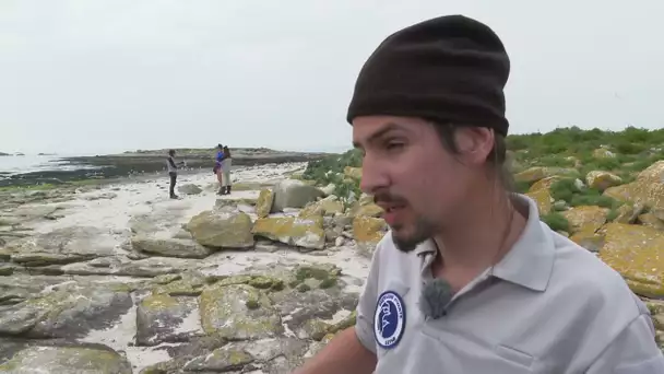 Comptage des cormorans huppés sur la colonie des Glenan avec Bretagne vivante: 370 nids cette année