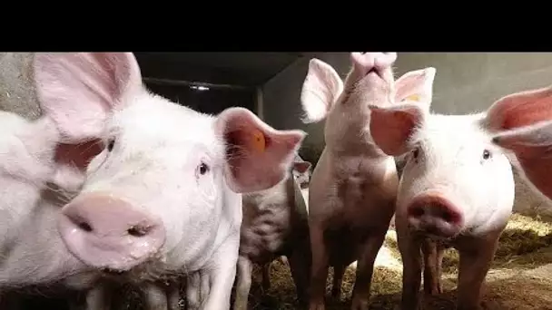 La peste porcine africaine, l'autre fléau sanitaire qui menace l'Europe agricole