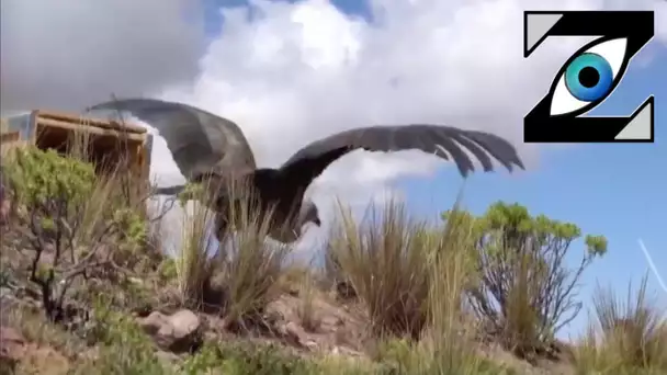 [Zap Net] Libération d'un Condor Andin en Bolivie ! (21/04/21)