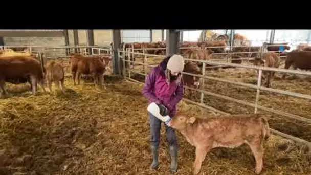 Aveyron : un an après le 1er confinement, sur la ferme de Marine, agricultrice à La Bastide-l’Evêque