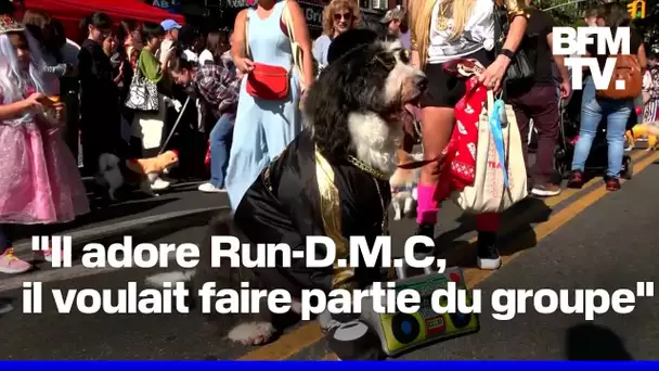 À New-York, la 34e édition de la parade d’Halloween des chiens a attiré des milliers de curieux