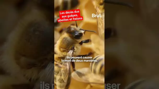 Les décès dus aux guêpes, abeilles et frelons en France 🐝