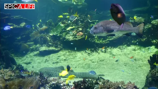Aquarium Nausicaa : un spectacle marin époustouflant