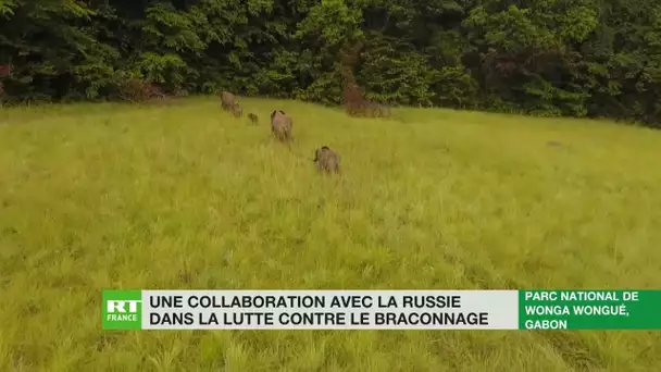 La Russie contribue à la lutte contre le braconnage au Gabon