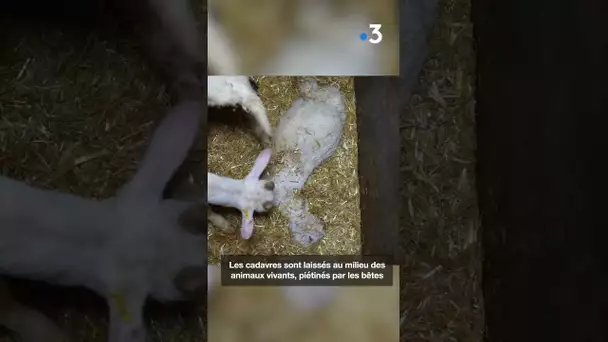 Les conditions de vie "catastrophiques" d'un élevage de chevreaux en Saône-et-Loire