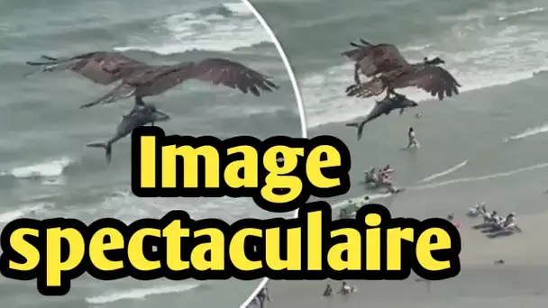 Des images impressionnantes - un énorme rapace survole la plage avec sa dernière prise