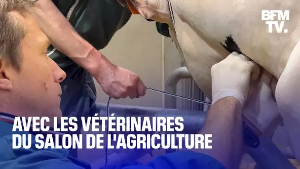 En immersion avec les vétérinaires du Salon de l'agriculture