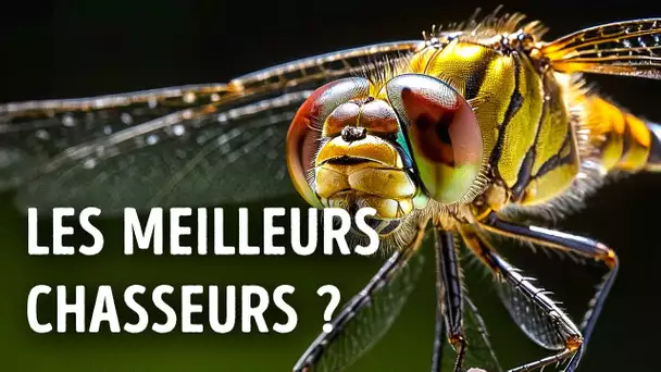 Si les libellules étaient plus grandes, elles domineraient la chaîne alimentaire