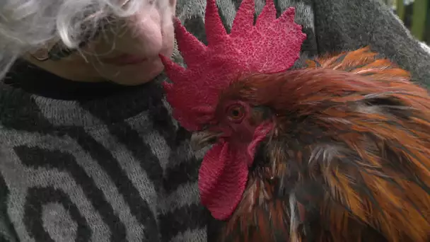 La loi sur le patrimoine sensoriel et l'affaire de Maurice le coq