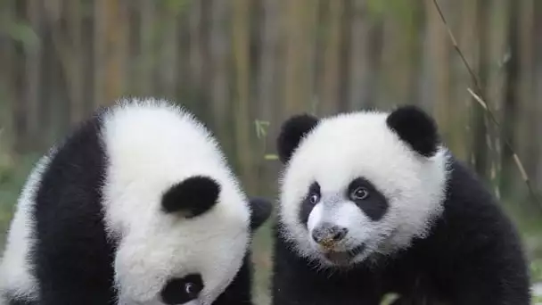 La femelle panda Huan Huan attend des jumeaux !