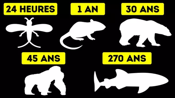 Durées de Vie des Animaux de La Plus Courte à La Plus Longue