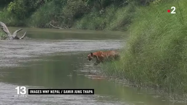 Tigre du Bengale : un roi protégé par l&#039;armée