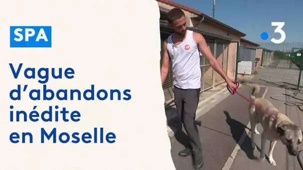 Moselle : vague d'abandons inédite à la SPA