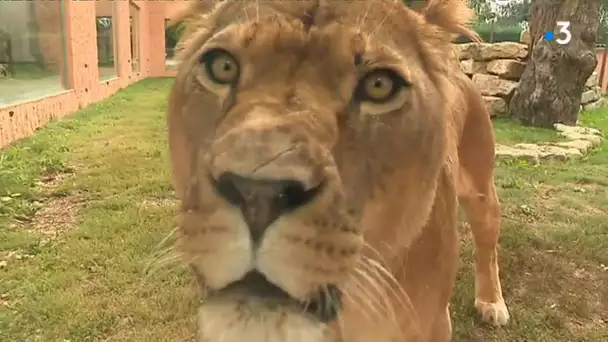 Zoo de Fitilieu : dans les coulisses du Domaine des Fauves