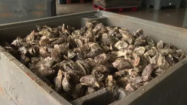 Trop de sel pour les huîtres de Bourcefranc-le-Chapus en Charente-Maritime