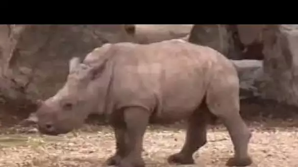 Direction le parc animalier de la Barben, pour la première naissance d’un rhinocéros Blanc