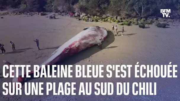 Une baleine bleue s'est échouée sur une plage au Chili