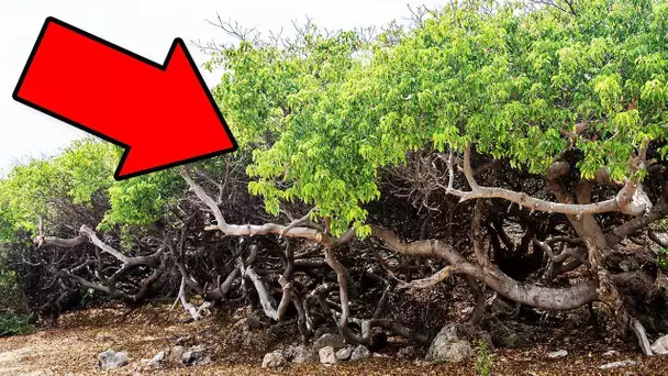 Si Vous Voyez Cet Arbre, Courrez Et Demandez De L’Aide