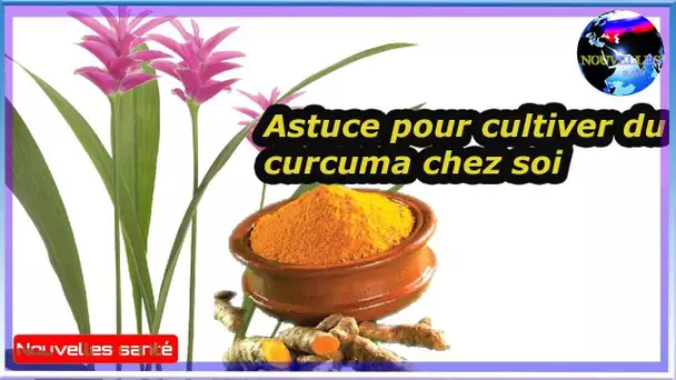Astuce pour cultiver du curcuma chez soi|Nouvelles24h