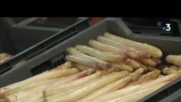 La saison des asperges commence dans le Vimeu