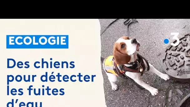 %Moselle : des chiens pour détecter les fuites d'eau