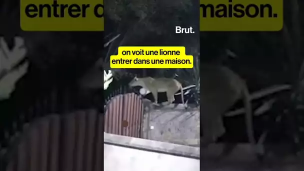 Une lionne kidnappe un chien de 75 kg