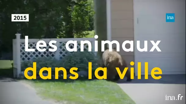 Quand les animaux sauvages arrivent en ville | Franceinfo INA
