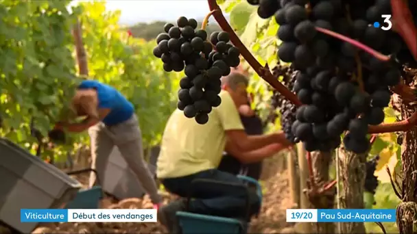 Monts d'Oraàs Vendanges 2019