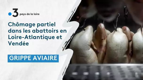 Grippe aviaire : chômage partiel dans les abattoirs en Loire-Atlantique et Vendée