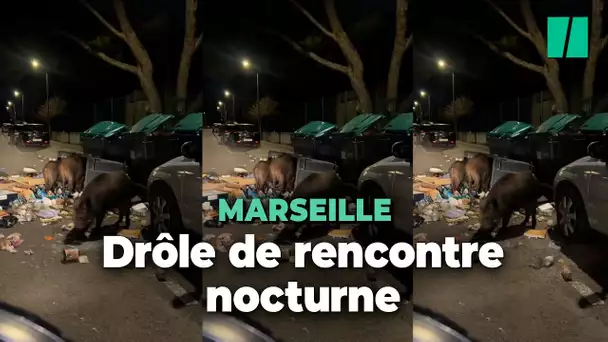 À Marseille, les sangliers ne cessent de s’aventurer en ville