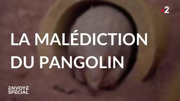 Envoyé spécial. La malédiction du pangolin - Jeudi 10 juin 2021 (France 2)