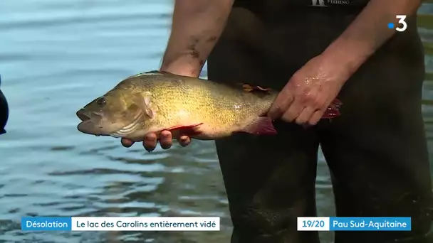 écologie : lac des Carolins à Lescar vidé volontairement des centaines de poissons morts