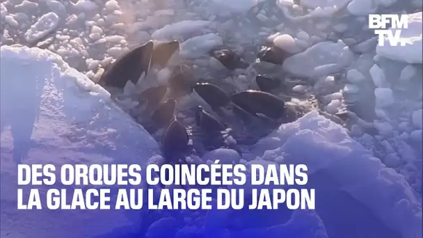 Ces orques coincées dans la glace au large du Japon ont visiblement réussi à se libérer
